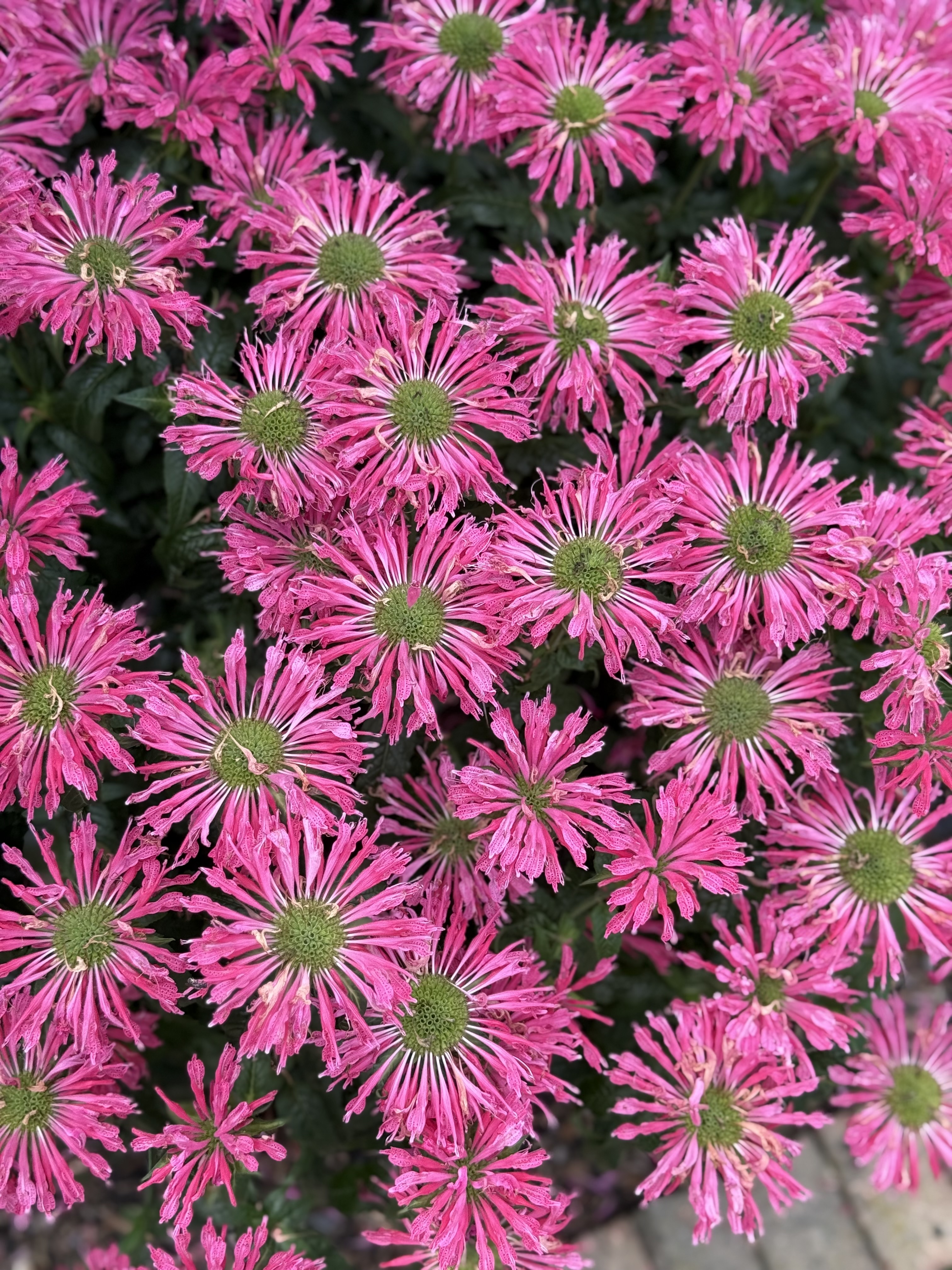 Local garden stop always a joy